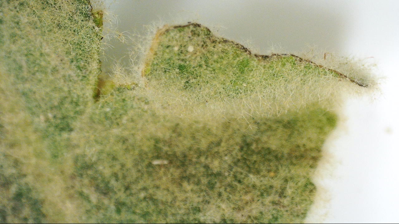 fuzzy leaf
